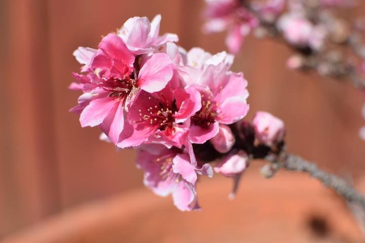 Cherry blossoms against the sky