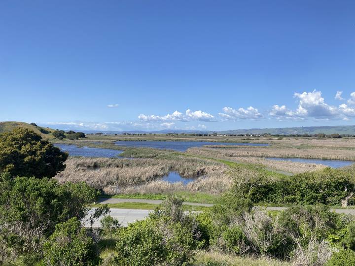 Marshland waterways from above