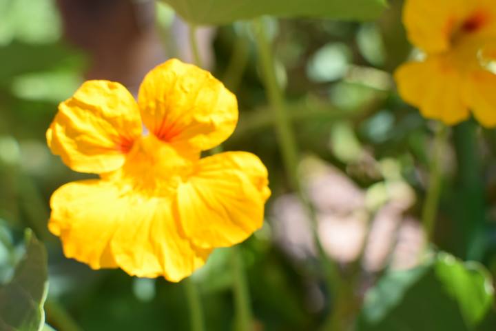 Nasturtium flower, macro