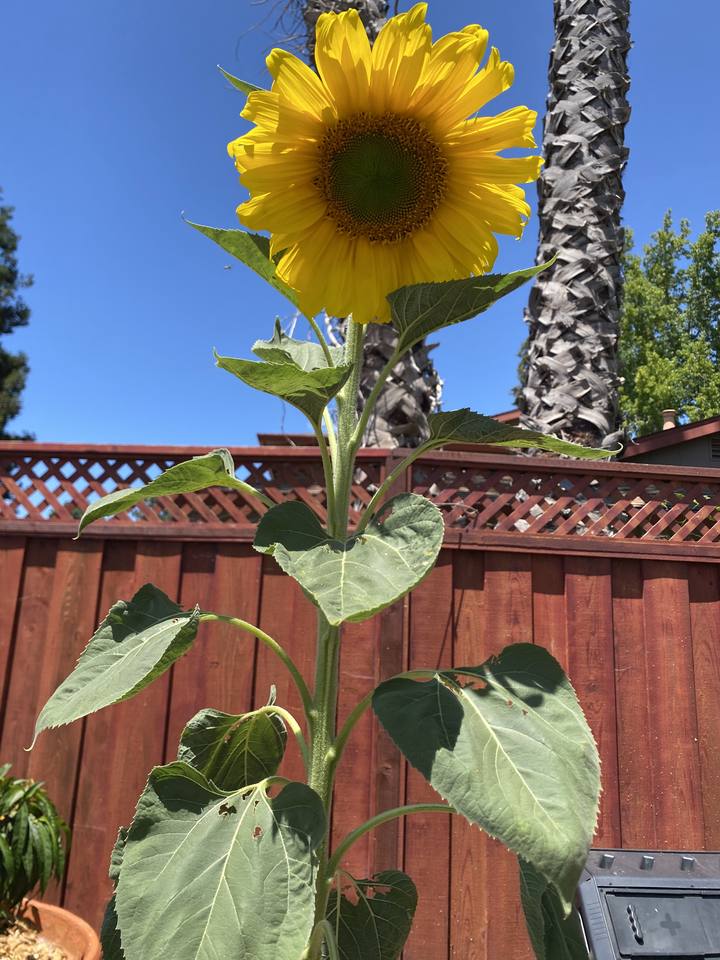 Sunflower in full bloom